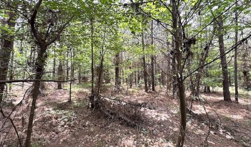 Photo #28 of SOLD property in Off Brink Rd , Emporia, VA 161.0 acres