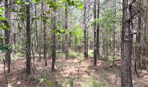 Photo #29 of SOLD property in Off Brink Rd , Emporia, VA 161.0 acres