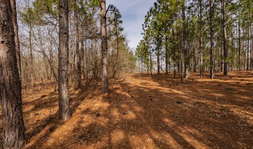 Photo #9 of SOLD property in Off Highway 15, Marston, NC 58.4 acres