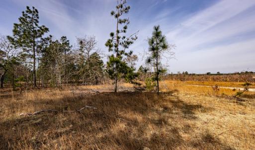 Photo #10 of SOLD property in Off Highway 15, Marston, NC 58.4 acres