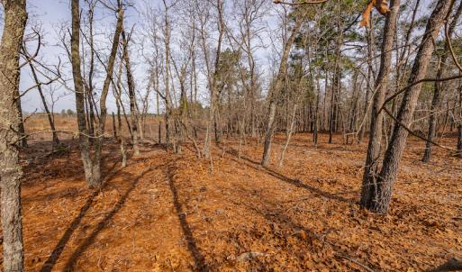 Photo #11 of SOLD property in Off Highway 15, Marston, NC 58.4 acres