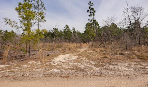 Photo #13 of SOLD property in Off Highway 15, Marston, NC 58.4 acres