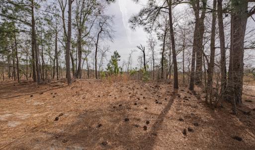 Photo #16 of Off Highway 15, Marston, NC 58.4 acres