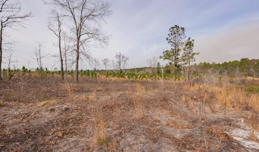 Photo #17 of SOLD property in Off Highway 15, Marston, NC 58.4 acres