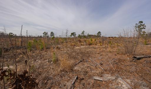 Photo #18 of SOLD property in Off Highway 15, Marston, NC 58.4 acres