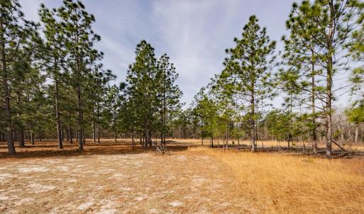 Photo #4 of SOLD property in Off Highway 15, Marston, NC 58.4 acres