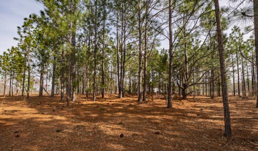 Photo #8 of SOLD property in Off Highway 15, Marston, NC 58.4 acres