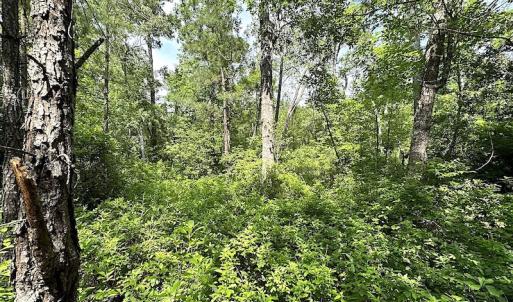 Photo #9 of SOLD property in Off Blue Star Hwy, Jarratt, VA 28.0 acres