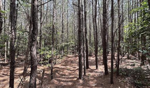 Photo #10 of SOLD property in Off Blue Star Hwy, Jarratt, VA 28.0 acres