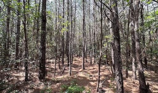 Photo #11 of SOLD property in Off Blue Star Hwy, Jarratt, VA 28.0 acres