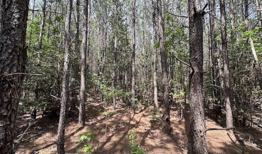 Photo #12 of SOLD property in Off Blue Star Hwy, Jarratt, VA 28.0 acres