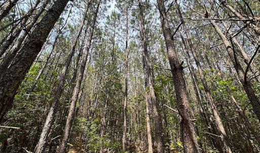 Photo #13 of SOLD property in Off Blue Star Hwy, Jarratt, VA 28.0 acres