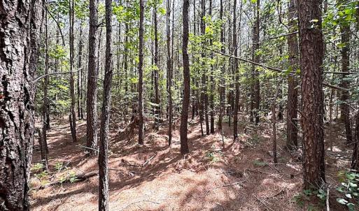 Photo #15 of SOLD property in Off Blue Star Hwy, Jarratt, VA 28.0 acres