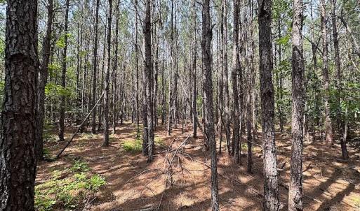 Photo #17 of SOLD property in Off Blue Star Hwy, Jarratt, VA 28.0 acres