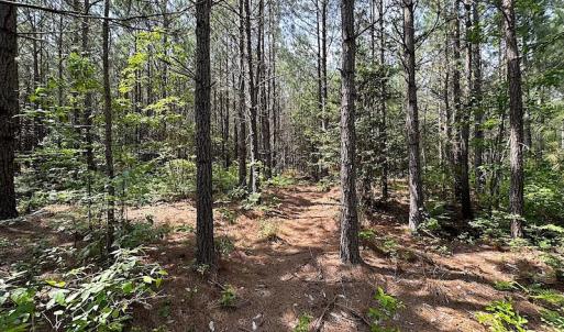 Photo #18 of SOLD property in Off Blue Star Hwy, Jarratt, VA 28.0 acres