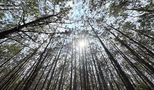 Photo #19 of SOLD property in Off Blue Star Hwy, Jarratt, VA 28.0 acres