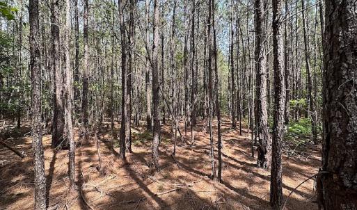 Photo #4 of SOLD property in Off Blue Star Hwy, Jarratt, VA 28.0 acres