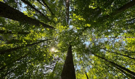 Photo #5 of SOLD property in Off Walnut Grove Church Rd, Hillsborough, NC 16.2 acres