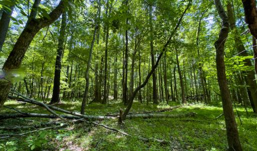 Photo #30 of SOLD property in Off Walnut Grove Church Rd, Hillsborough, NC 16.2 acres