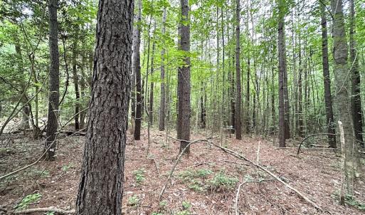 Photo #8 of SOLD property in Off Asbin Rd, Emporia, VA 15.6 acres