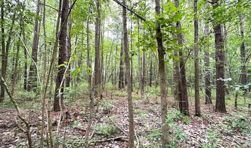 Photo #9 of SOLD property in Off Asbin Rd, Emporia, VA 15.6 acres