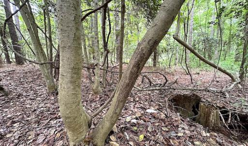 Photo #11 of SOLD property in Off Asbin Rd, Emporia, VA 15.6 acres