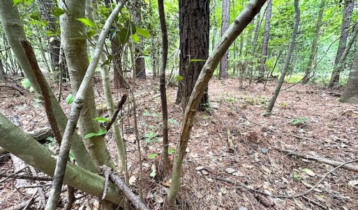 Photo #12 of SOLD property in Off Asbin Rd, Emporia, VA 15.6 acres