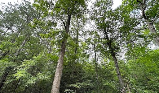 Photo #14 of SOLD property in Off Asbin Rd, Emporia, VA 15.6 acres