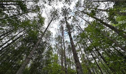 Photo #15 of SOLD property in Off Asbin Rd, Emporia, VA 15.6 acres