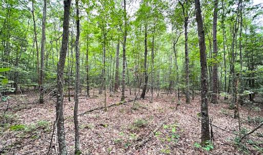 Photo #16 of SOLD property in Off Asbin Rd, Emporia, VA 15.6 acres