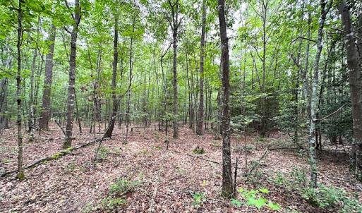 Photo #17 of SOLD property in Off Asbin Rd, Emporia, VA 15.6 acres