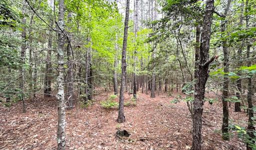 Photo #20 of SOLD property in Off Asbin Rd, Emporia, VA 15.6 acres