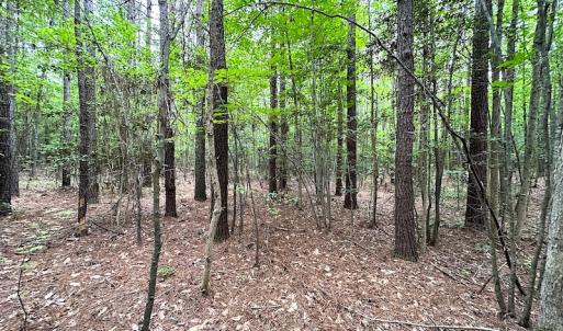 Photo #21 of SOLD property in Off Asbin Rd, Emporia, VA 15.6 acres