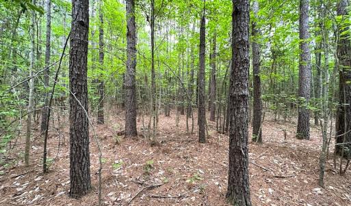 Photo #22 of SOLD property in Off Asbin Rd, Emporia, VA 15.6 acres