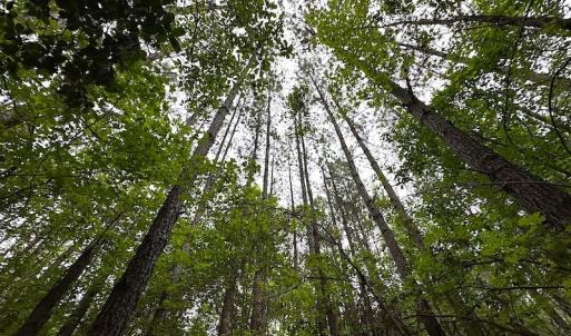 Photo #23 of SOLD property in Off Asbin Rd, Emporia, VA 15.6 acres