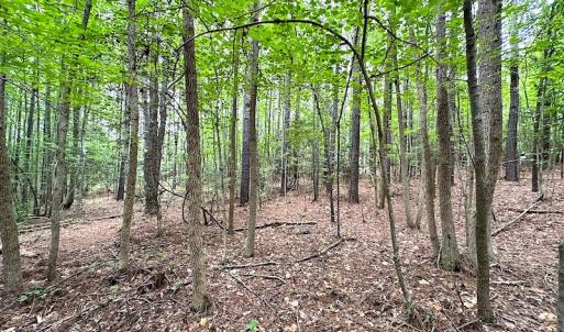 Photo #24 of SOLD property in Off Asbin Rd, Emporia, VA 15.6 acres