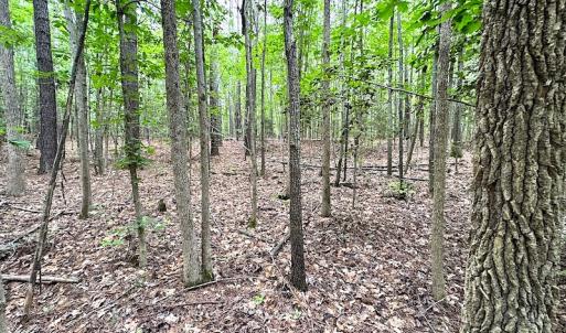 Photo #26 of SOLD property in Off Asbin Rd, Emporia, VA 15.6 acres