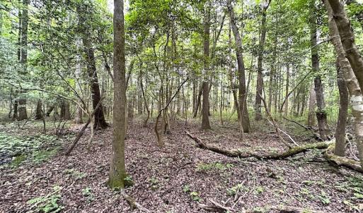 Photo #27 of SOLD property in Off Asbin Rd, Emporia, VA 15.6 acres