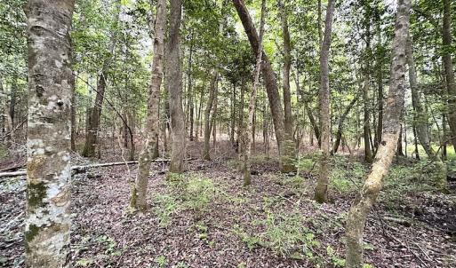 Photo #29 of SOLD property in Off Asbin Rd, Emporia, VA 15.6 acres