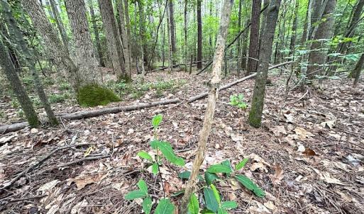 Photo #31 of SOLD property in Off Asbin Rd, Emporia, VA 15.6 acres