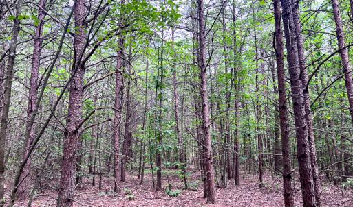 Photo #2 of SOLD property in 2200 Country Road , Beaverdam, VA 11.9 acres