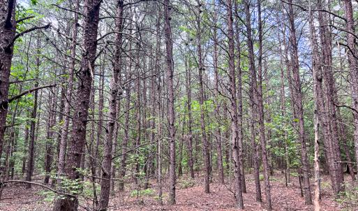 Photo #3 of SOLD property in 2200 Country Road , Beaverdam, VA 11.9 acres
