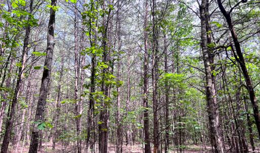 Photo #4 of SOLD property in 2200 Country Road , Beaverdam, VA 11.9 acres