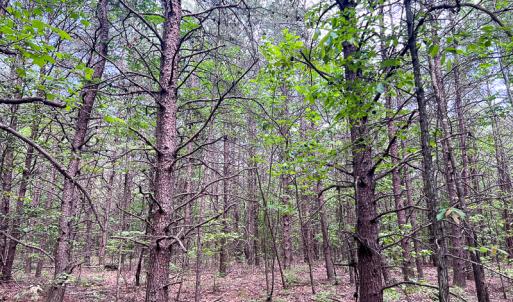 Photo #5 of SOLD property in 2200 Country Road , Beaverdam, VA 11.9 acres