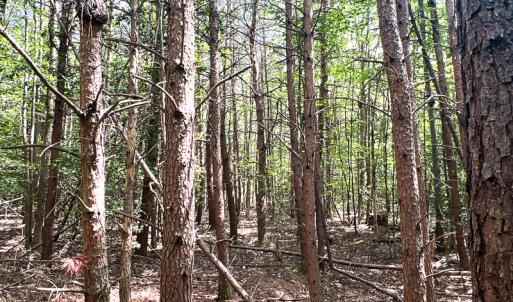 Photo #6 of SOLD property in 2200 Country Road , Beaverdam, VA 11.9 acres