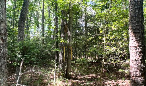 Photo #7 of SOLD property in 2200 Country Road , Beaverdam, VA 11.9 acres