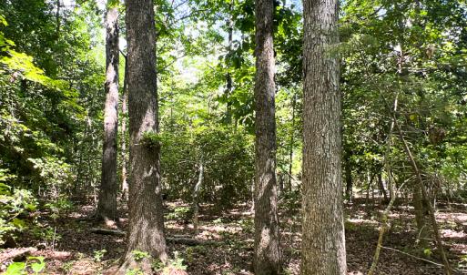 Photo #8 of SOLD property in 2200 Country Road , Beaverdam, VA 11.9 acres