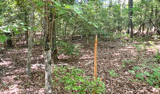 Photo #9 of SOLD property in 2200 Country Road , Beaverdam, VA 11.9 acres