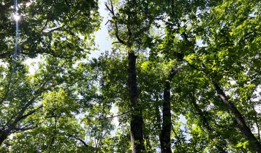 Photo #10 of SOLD property in 2200 Country Road , Beaverdam, VA 11.9 acres
