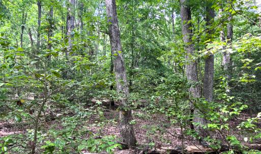 Photo #13 of SOLD property in 2200 Country Road , Beaverdam, VA 11.9 acres